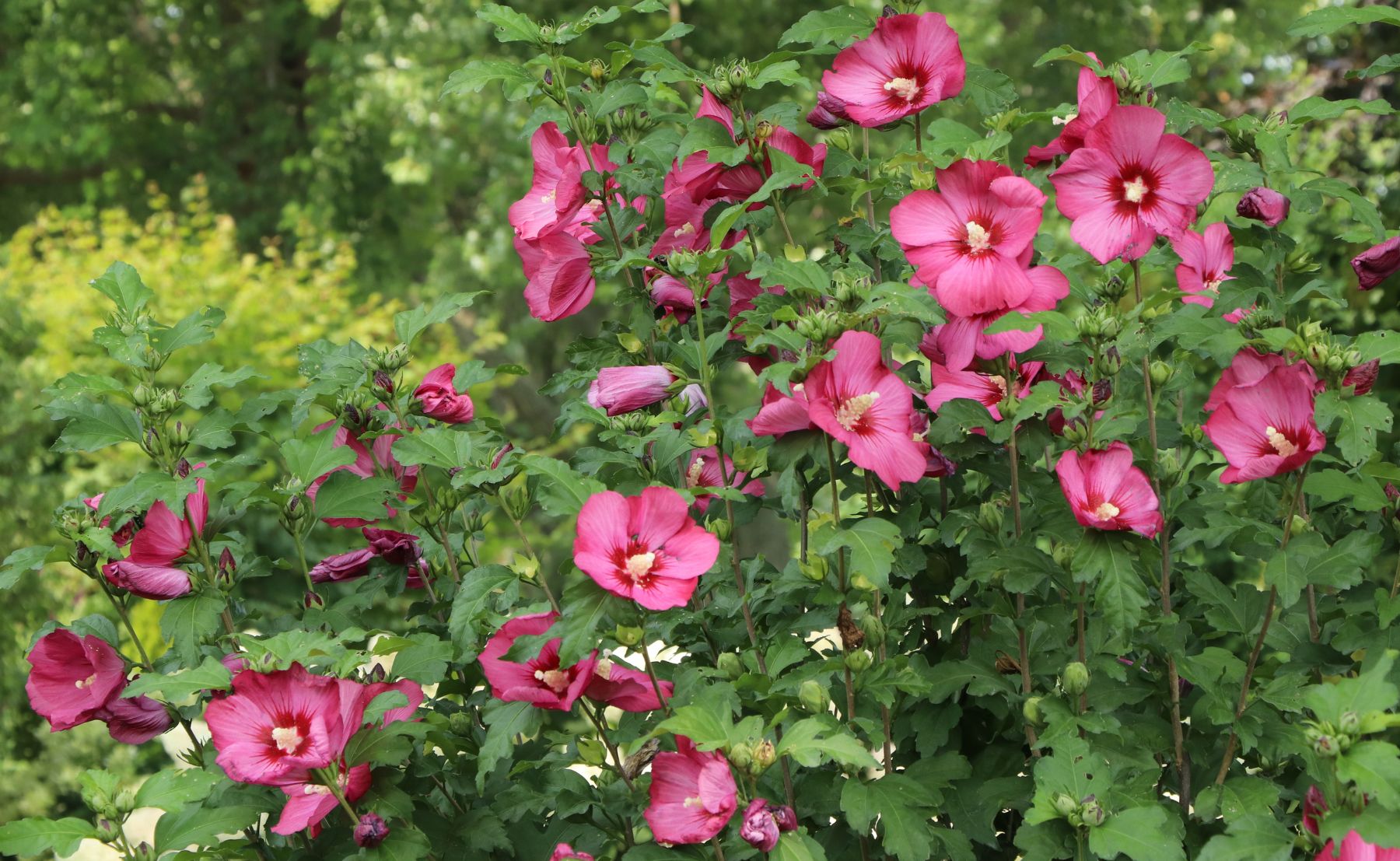 Photo of Paraplu® Red Rose of Sharon