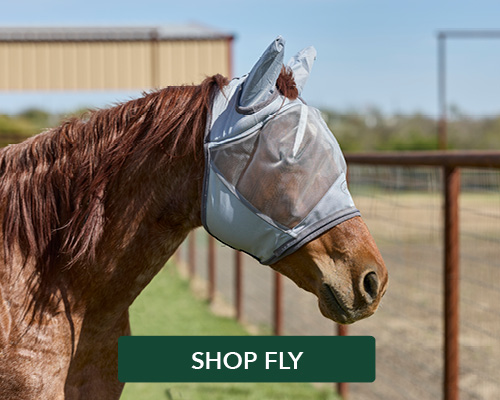 Horse wearing a fly mask in a pasture. Text: 