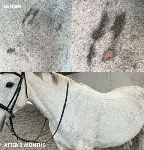 Comparison of horse's coat condition before and after three months.