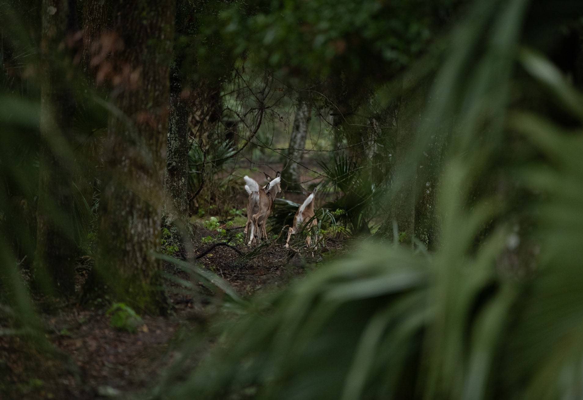 True Wild Florida Deer