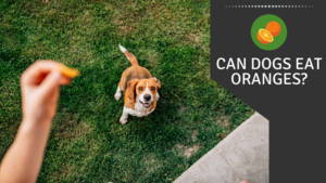 Can Dogs Eat Oranges 