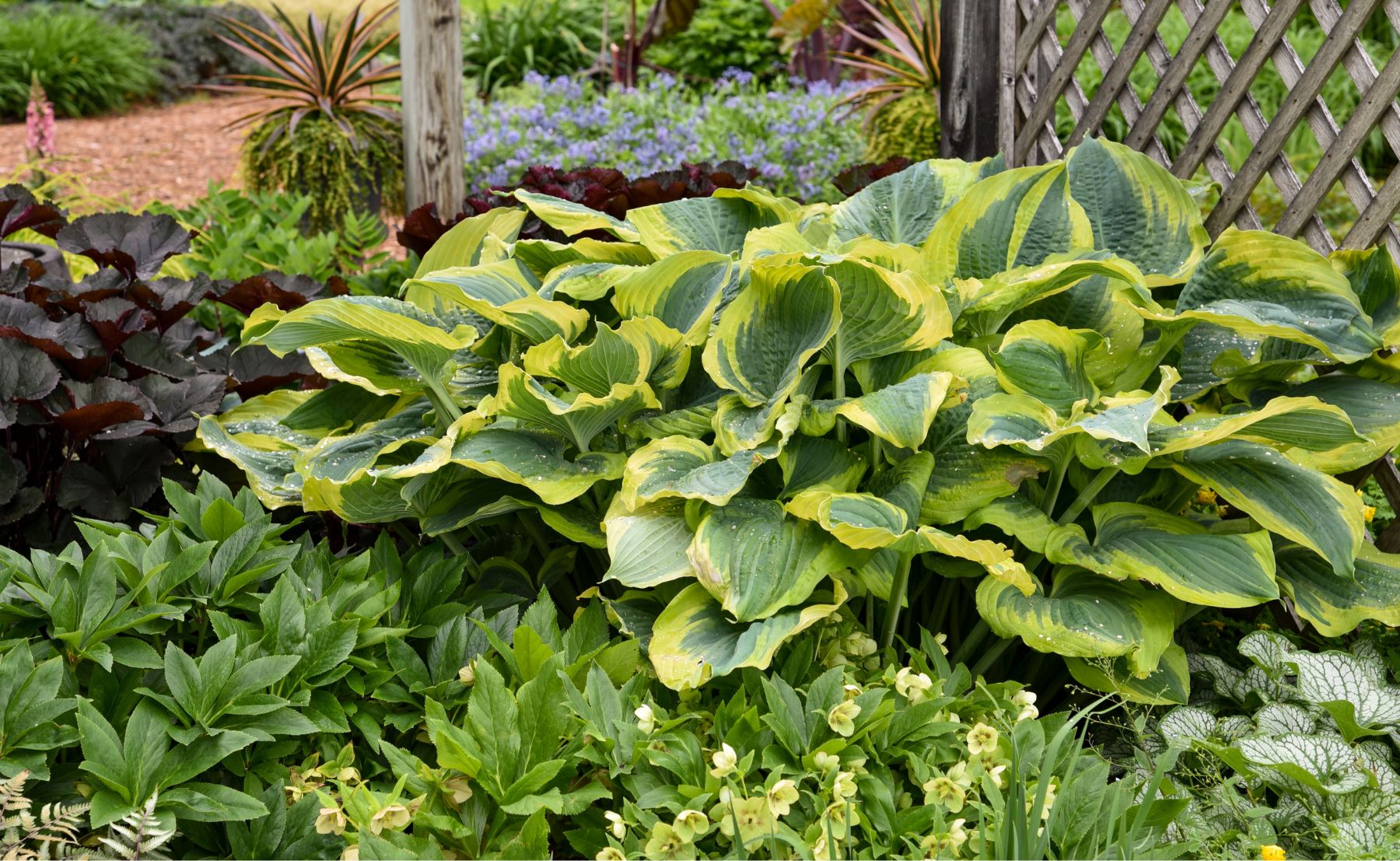 Photo of Shadowland® 'Seducer' Hosta