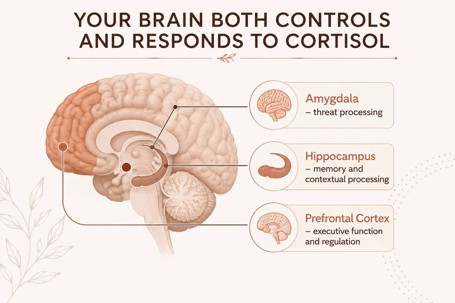 Brain illustration showing regions involved in cortisol signalling, stress processing and emotional regulation.