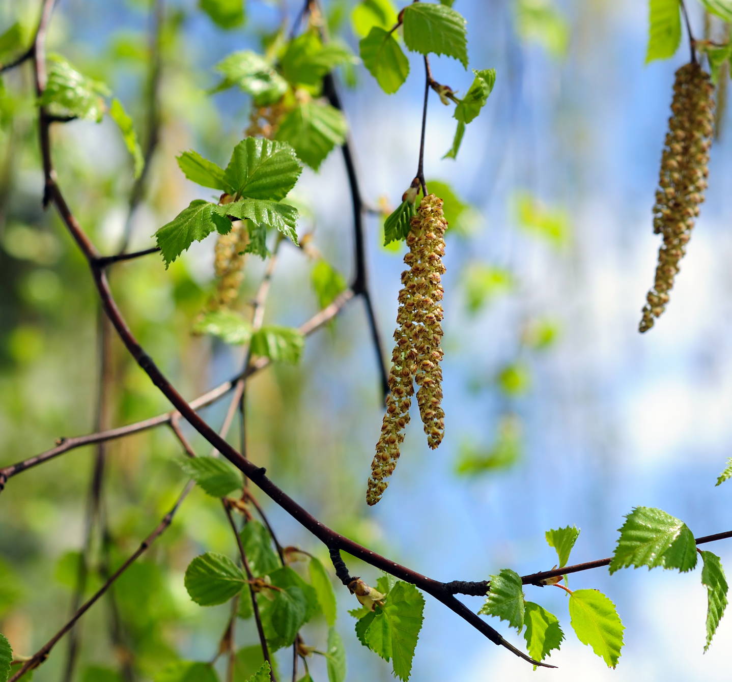 What is birch pollen allergy? It’s when birch catkins release pollen in spring and inhaling the fine dust gives you hay fever