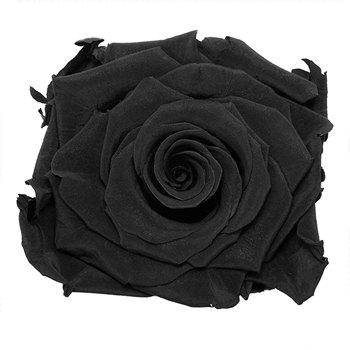 Black Roses - What does a black rose mean