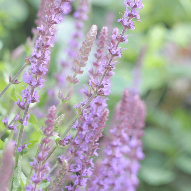 Light pink and purple flowers of salivas make the perfect addition to a desert garden pastel color palette. 