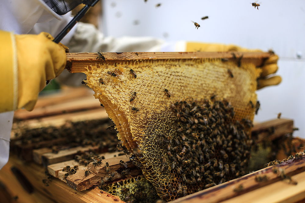 Advantages of using a top bar hive