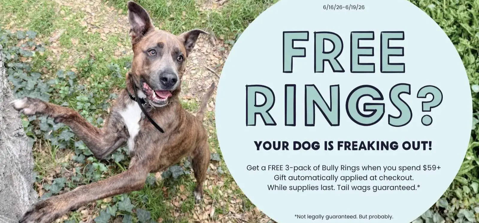 Free Rings? Your Dog is Freaking Out! An excited dog jumping up with a teal bubble with the promotion's details