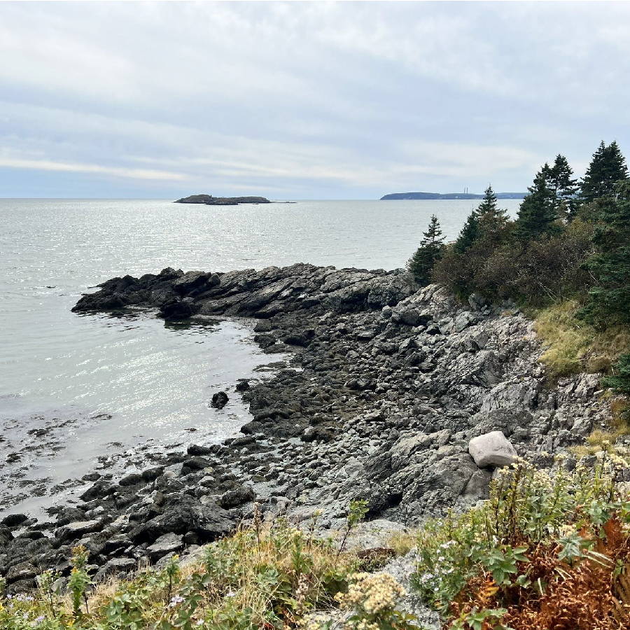 a rocky shore with trees and water
