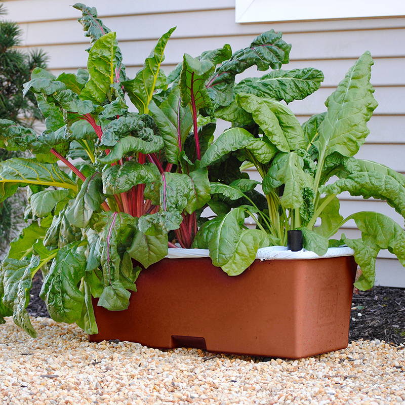 Crops growing in a terracotta EarthBox Original Gardening System
