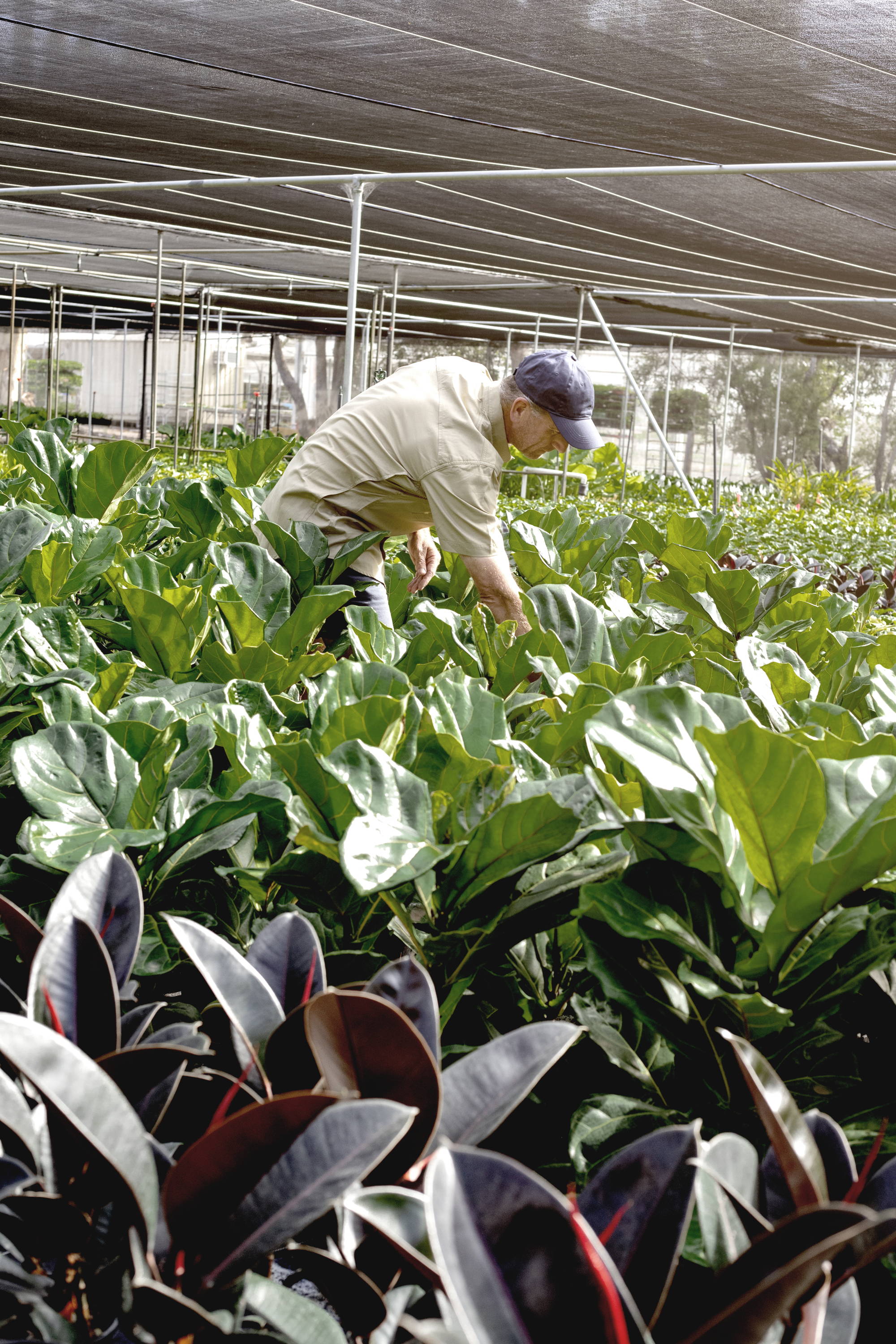 The Good Plant Co Shadehouse with Plants ready for their new home