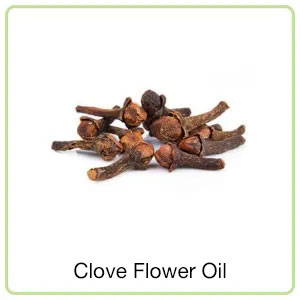 Clove Flower Oil