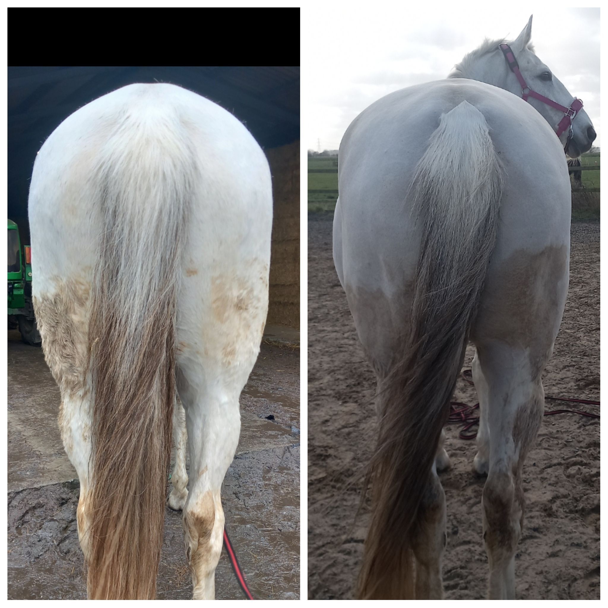 Two horses' rear ends side by side, HERCULES Result