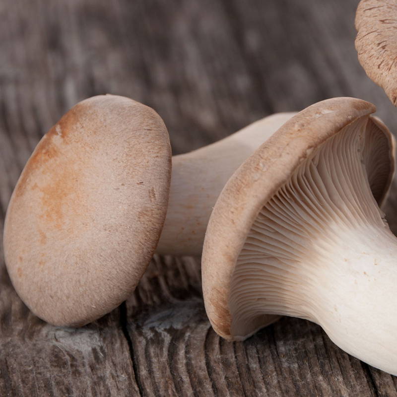 King Trumpet mushroom