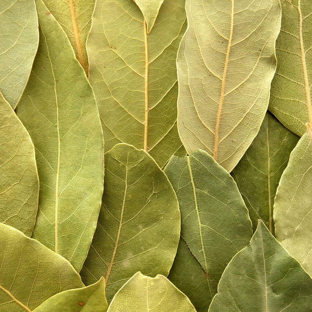 High Quality Organics Express Bay Leaf Arranged Vertically