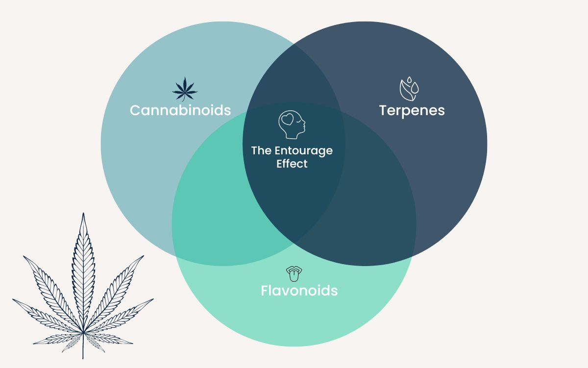 Venn diagram illustrating the Entourage Effect with overlapping circles labeled Cannabinoids, Terpenes, and Flavonoids, and a cannabis leaf icon at the bottom.