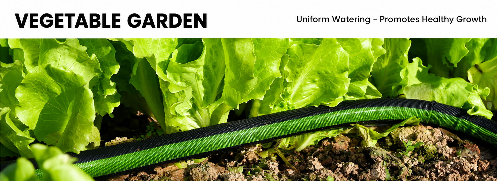 Lettuce in a vegetable garden with irrigation hose.
