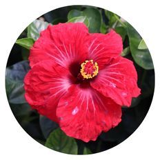 Photo of Hollywood Hibiscus® Hot Shot™ Tropical Hibiscus