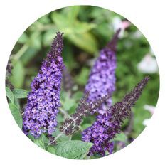 Photo of Pugster Blue® Butterfly Bush