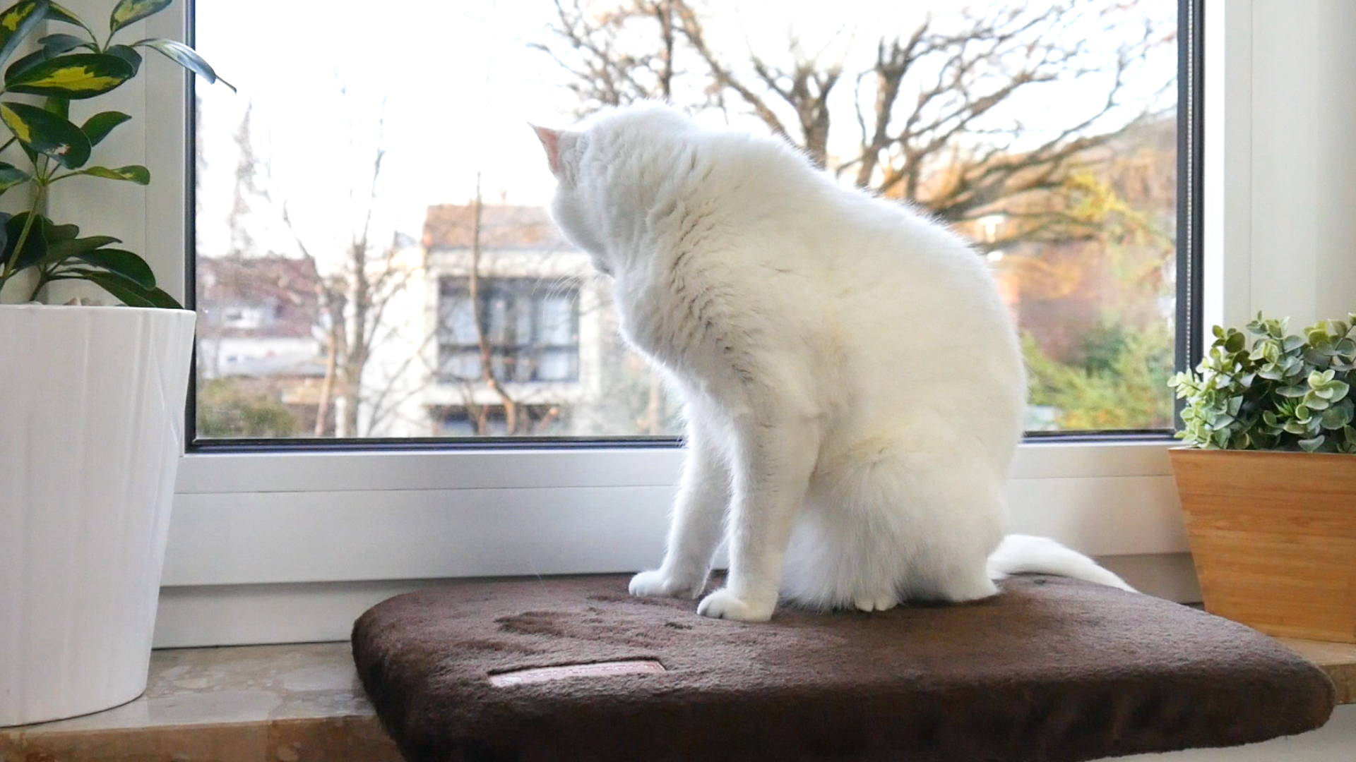 Katze sitzt auf der Fensterbank und schaut aus dem Fenster