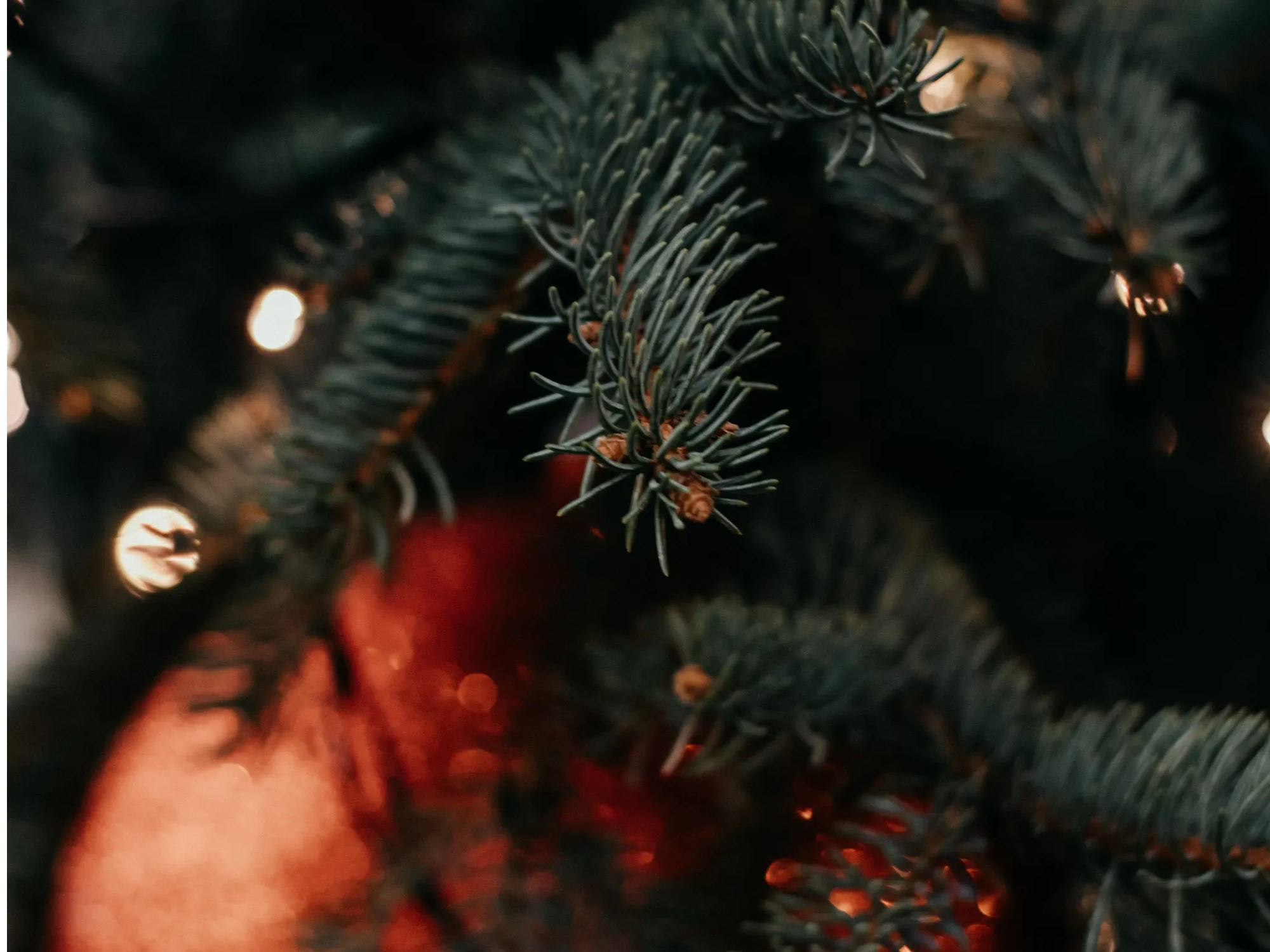 Close-up of an ornament on a Christmas tree