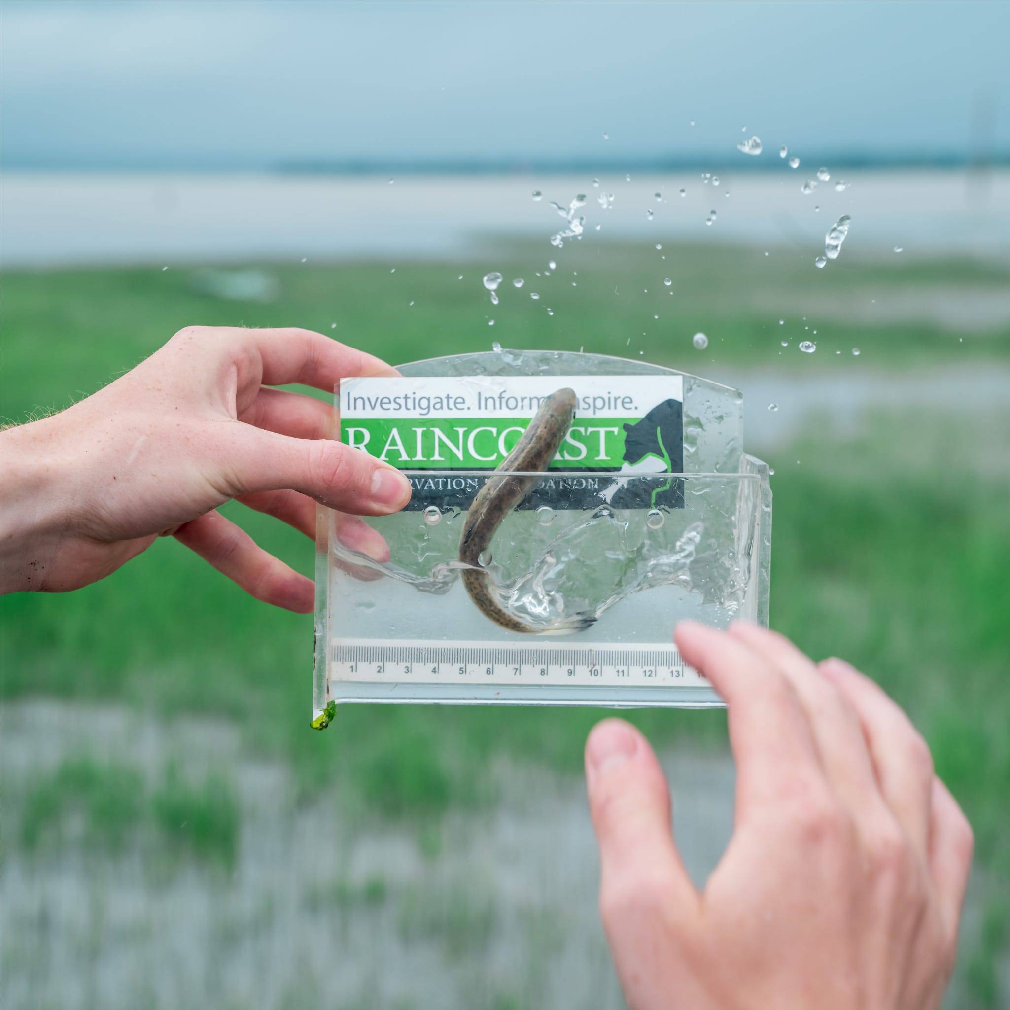 Fish in sample box