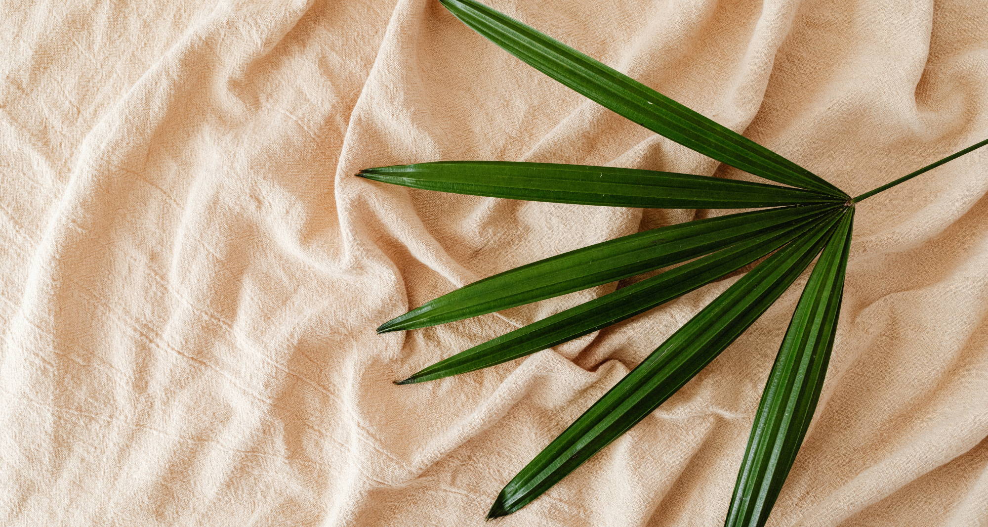 A green plant with six long skinny leaves lays askew on an off-white, wrinkled fabric.