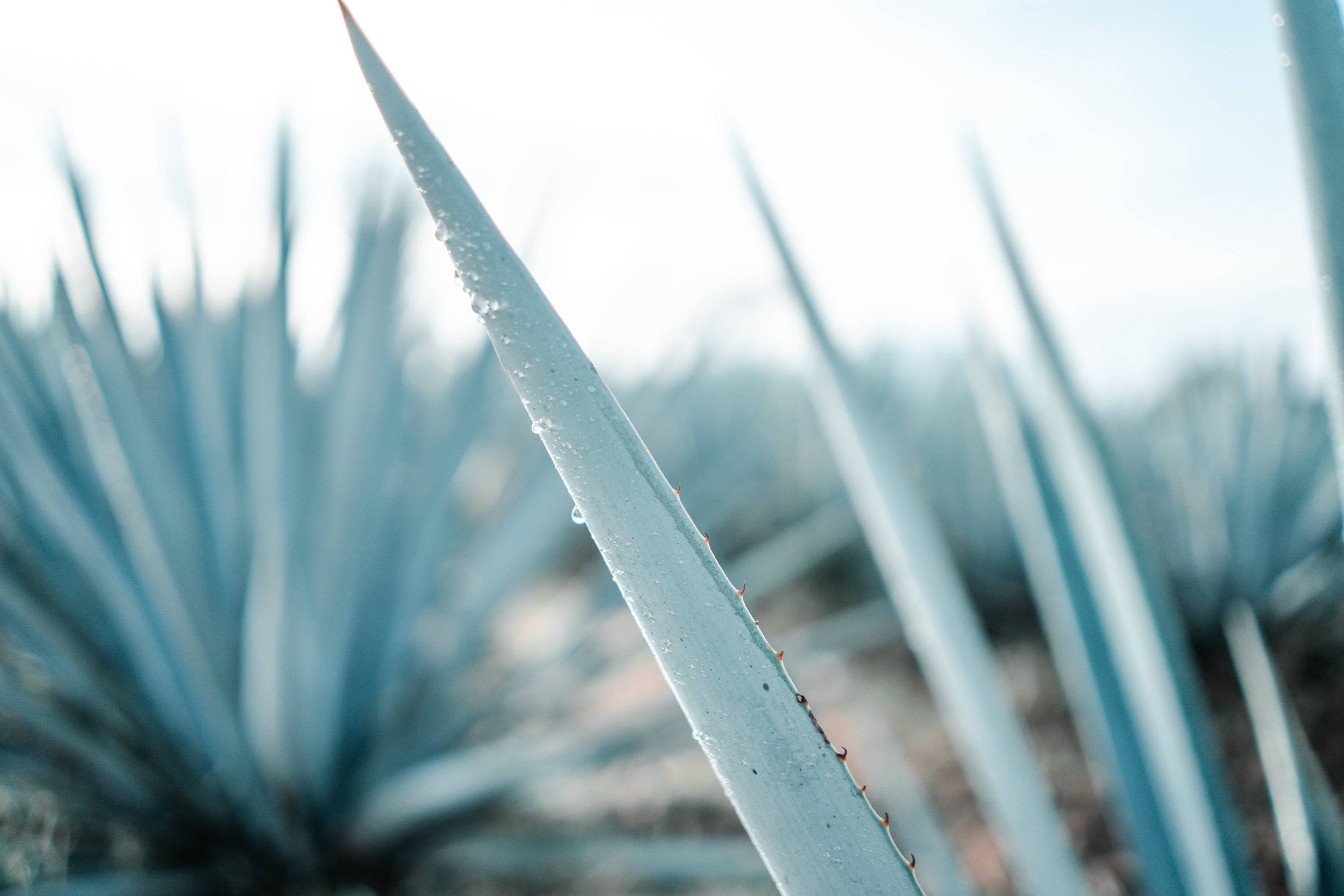 The Essential Guide to Reposado Tequila: Unlocking its Complex Flavors