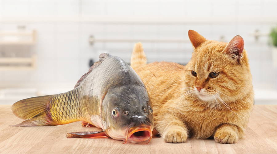cat with fish
