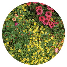 Sun loving plants planted together in a garden