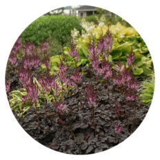 Up close highlight of Astilbe Darkside of the Moon in a garden