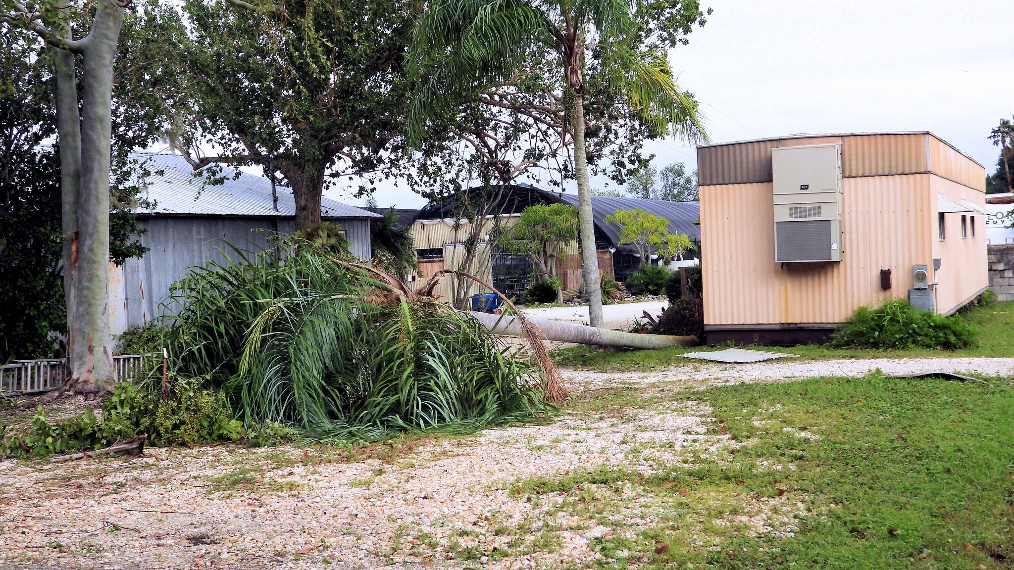 Palm fell over by our office trailer.