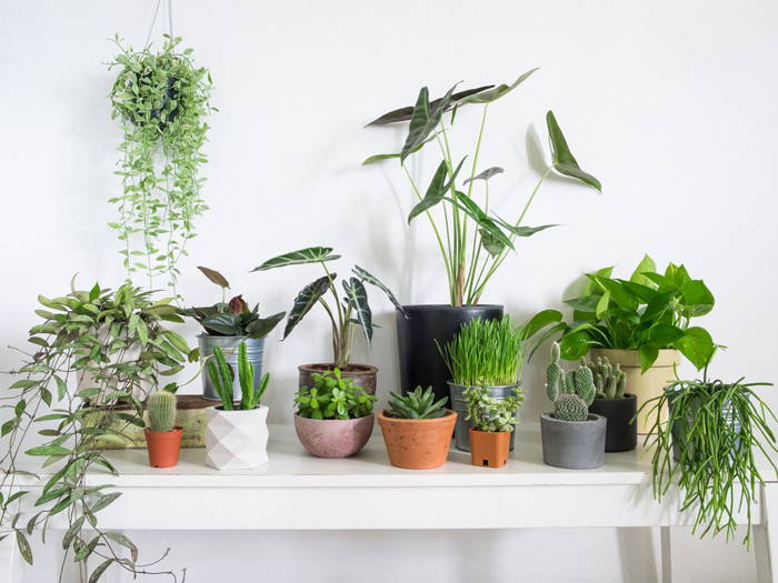 Do Plants Belong In The Bedroom Macoda Sleep Better Blog
