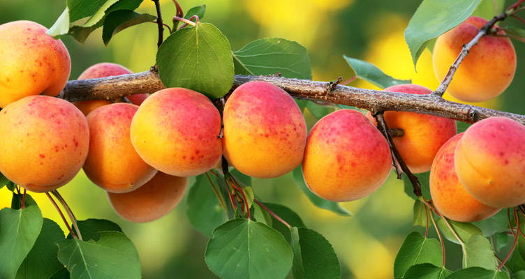 Peaches and Apricots, Delicious Sub-Tropical Fruits