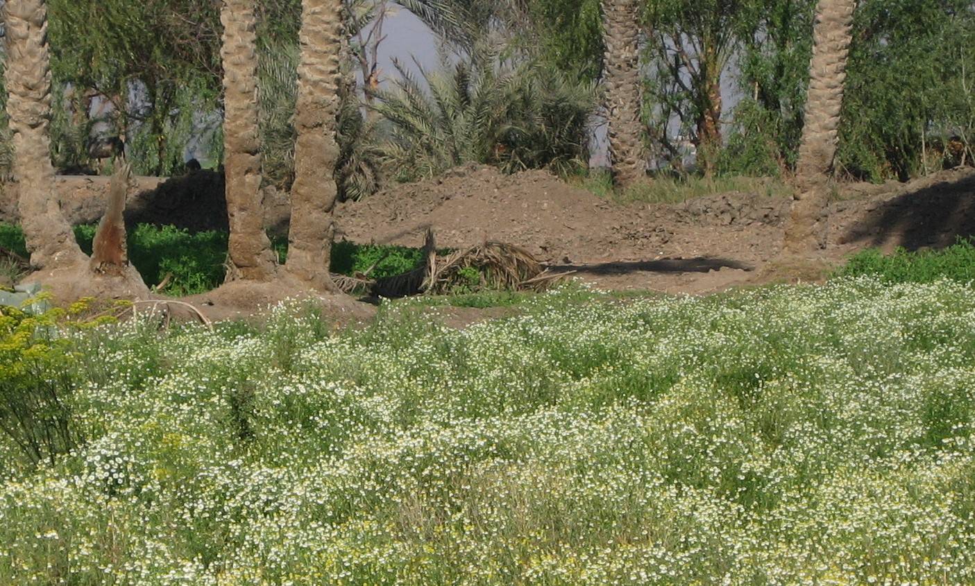 High Quality Organics Express Field in Egypt