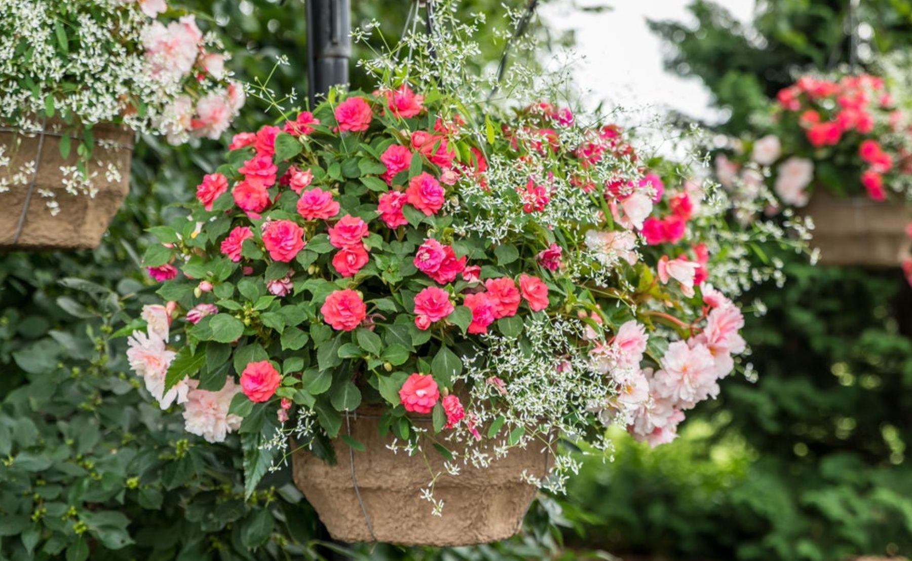 Photo of Double Delight® Appleblossom, Diamond Frost®, Rockapulco® Coral Reef in a hanging basket