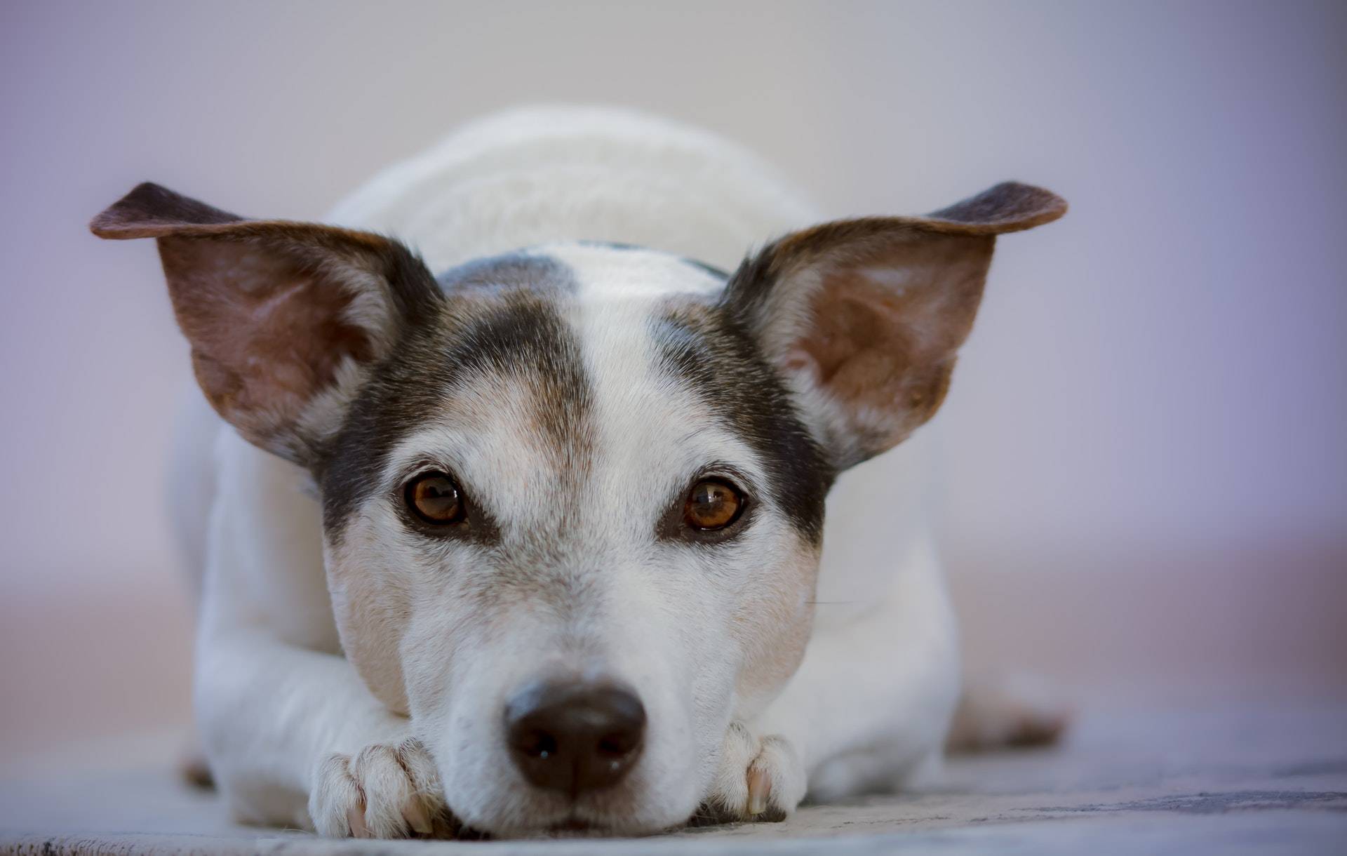 what to do when your dog eats cat poop