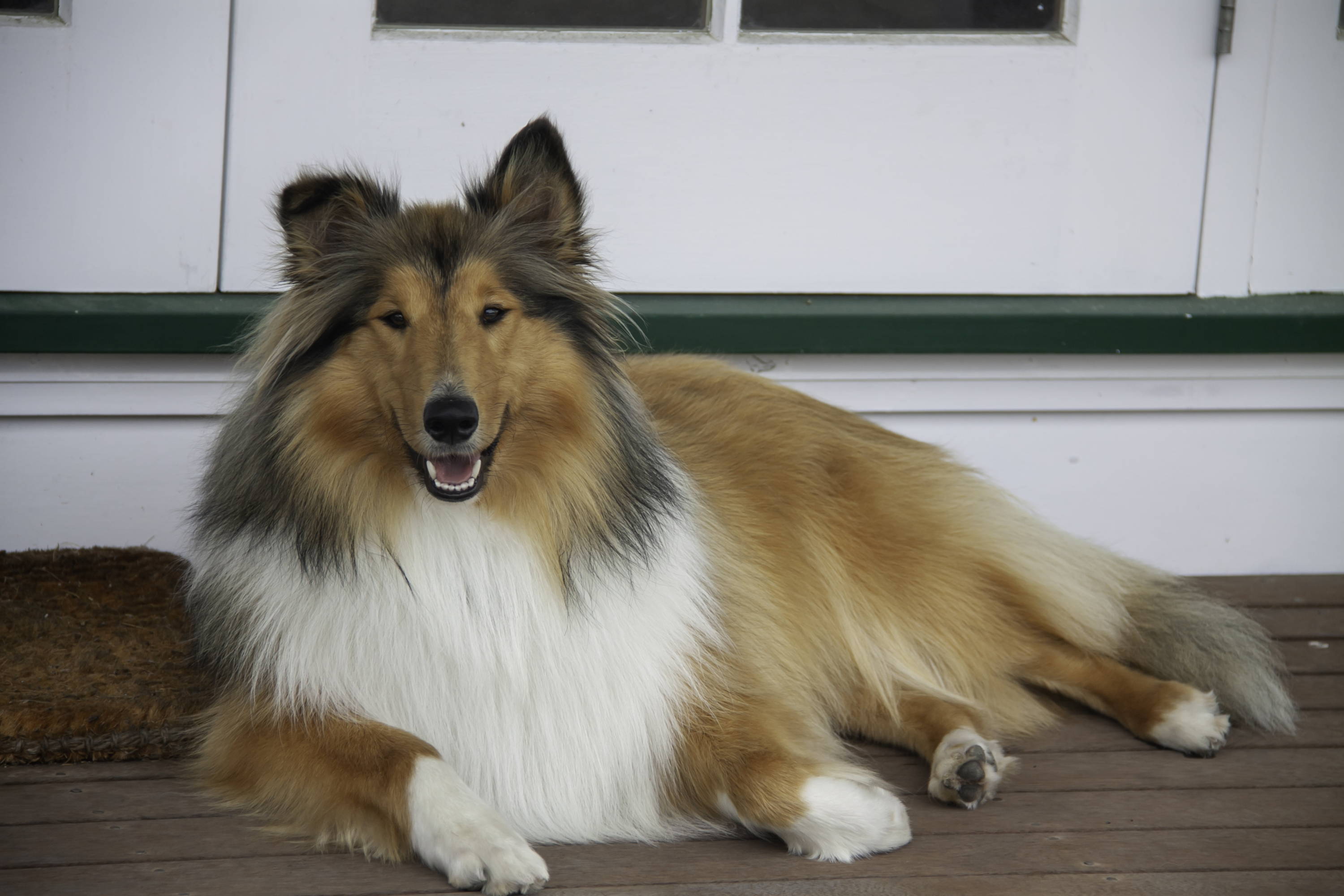 Gorgeous Lassie look-alike!!  Collie puppies, Collie dog, Sheltie