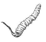 Cordyceps Mushrooms