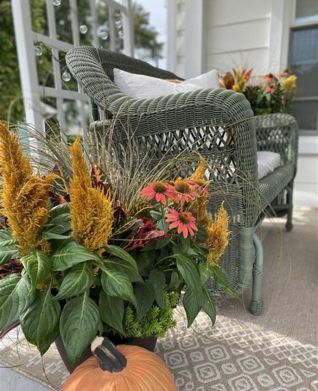 Autumn container garden featuring pink coneflowers, golden celosia, ornamental grass, and colorful croton foliage beside a wicker porch chair.