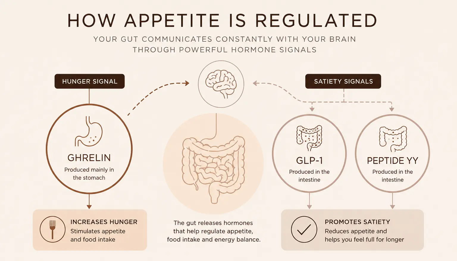 Infographic explaining appetite regulation through hormones and brain communication.