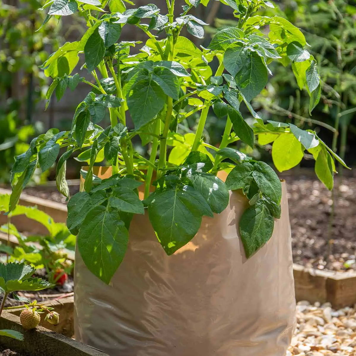 Potato Grow Kit