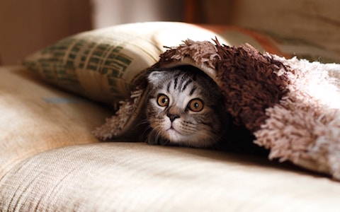 Cat with anxious behavior hiding under blanket