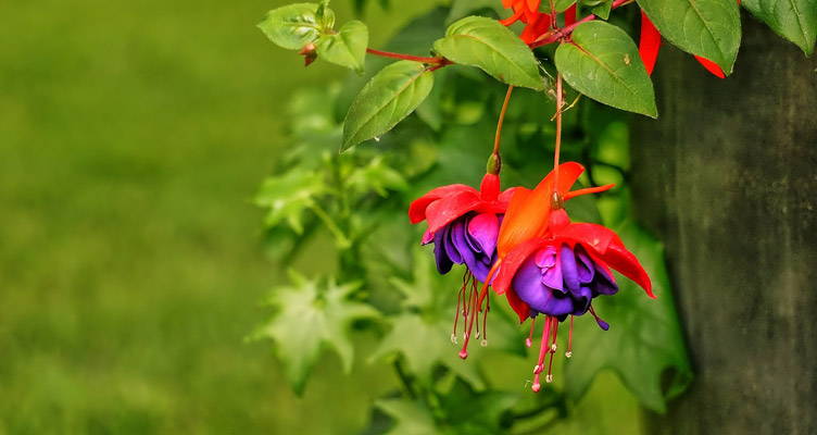 Fuchsia: Een bijzonder sierlijke bellenplant