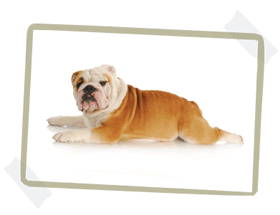 a bulldog stretched out 
