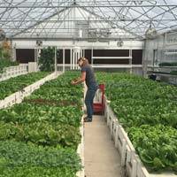 A farmer walking the fields in a greenhouse