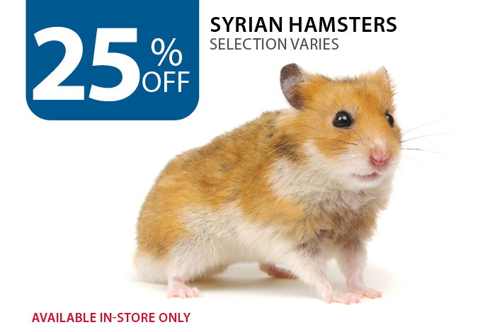 25% off Syrian Hamsters. Available in-store only
