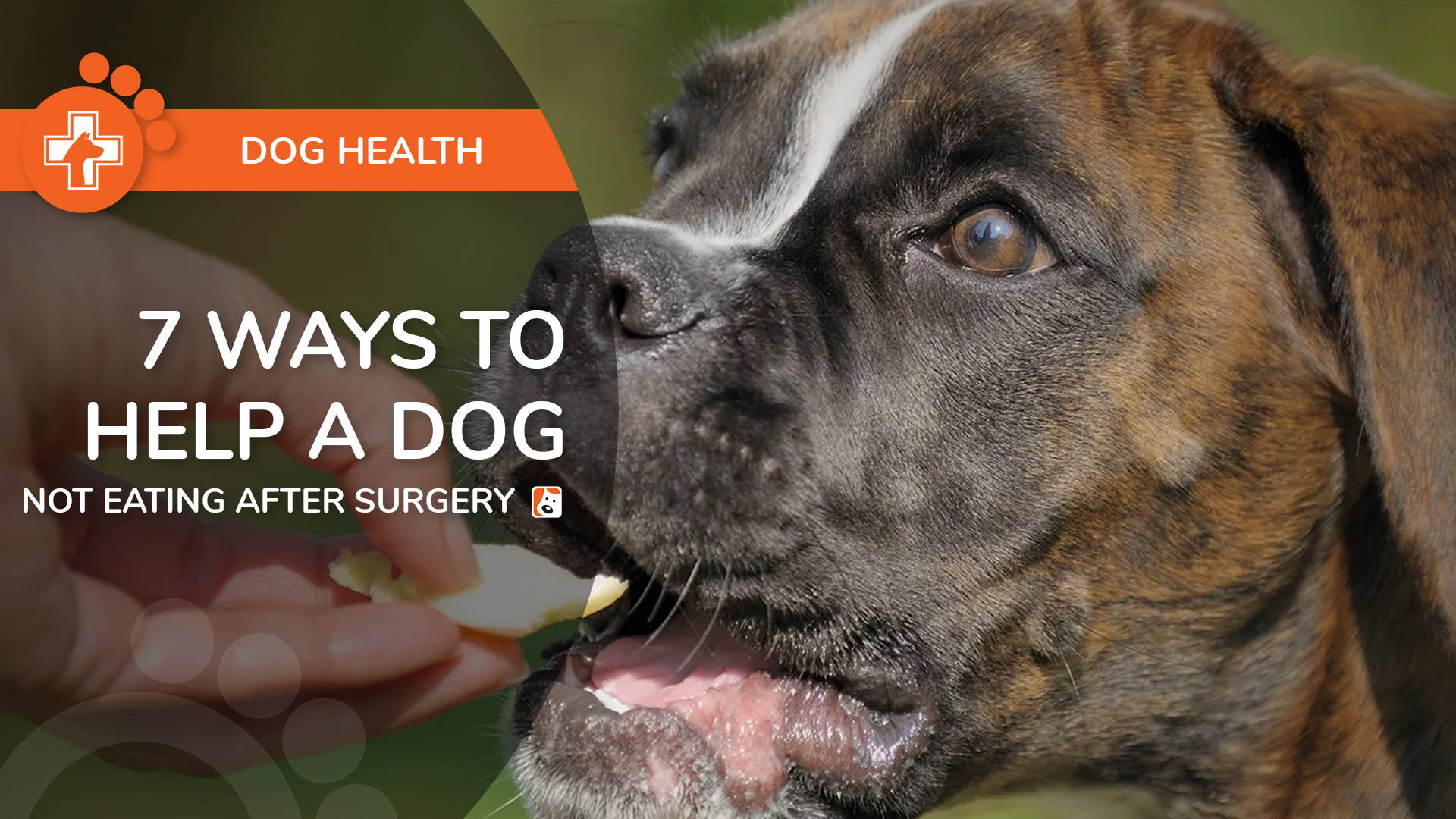 can my dog drink water the night before surgery