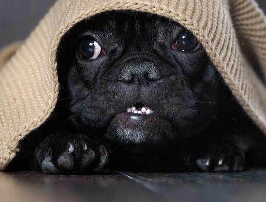 black dog hiding under a blanket