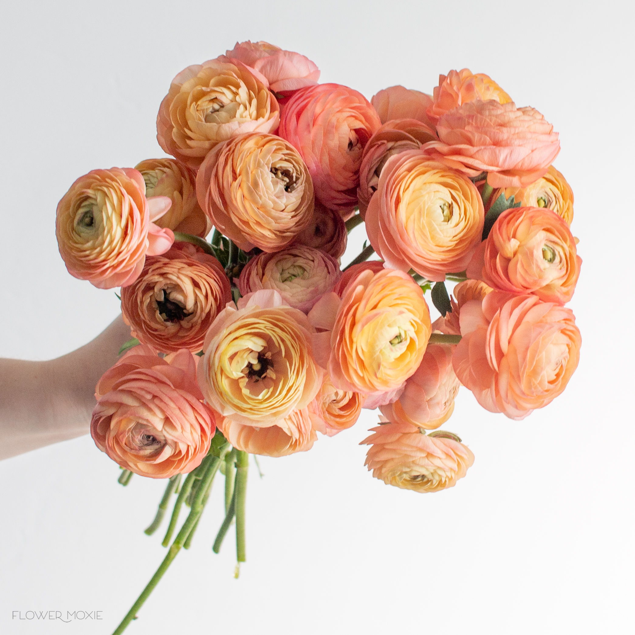 peach ranunculus
